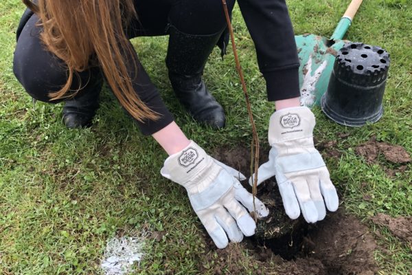 500 trees planted